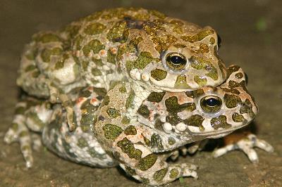 Amplexus2 Amplexus2