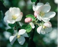 Apfelblueten Apfelblueten