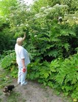 Baerenklau-gr Baerenklau-gr