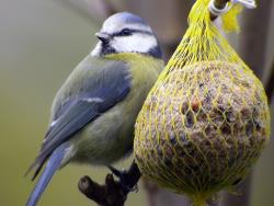 Blaumeise mit Futter Blaumeisenfutter