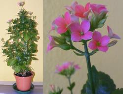 Bluetenpracht Bluetenpracht