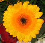 BlumeServC BlumeServC