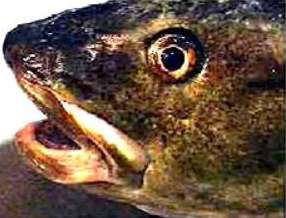 Dorschfisch Dorschfisch