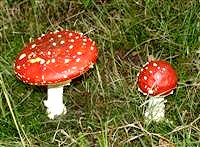 Fliegenpilze