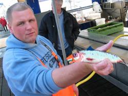 Hairing,gr-1.4.08 Hairing,gr