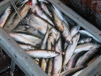 Hering-Kiste Hering-Kiste