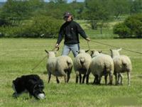 HueteH-Collies HueteH-Collies