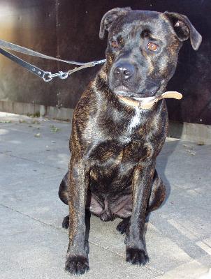 HundLeine0406 HundLeine0406