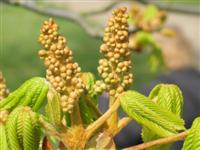 Kastanienbluetenstand zu Kastanienbluete