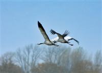 Kraniche-MV Kraniche-MV