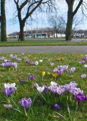 Krokusse-Passat Krokusse-Passat