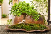 LGS-Bonsai LGS-Bonsai