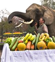 LGS-Buba-Elefantendame LGS-Buba