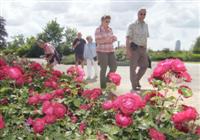 LGS-Rosenbeet LGS-Rosenbeet