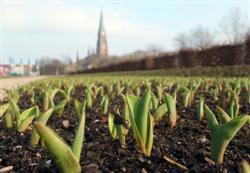 LGS-Senkgarten LGS-Senkgarten