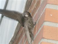 Mauersegler-2-Fluegel Mauersegler-2