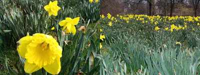 Narzissen0405 Narzissen0405