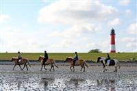 Reiten-Pellworm Reiten-Pellworm