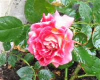 Rose-Braunstrasse Rose-Braunstrasse