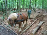 Rueckepferd Rueckepferd