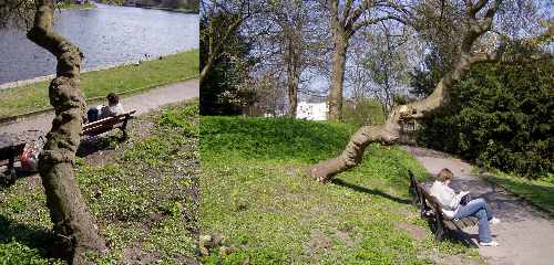 SchieferBaum SchieferBaum