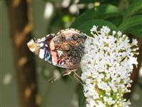 Schmetterling-1-RB Schmetterling-1