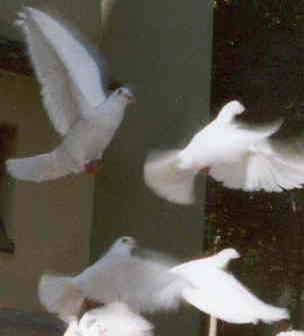 Taubeweisse Taubeweisse