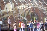 Walskelett-Mus Walskelett-Mus