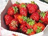 Warnsd_Erdbeeren Warnsd_Erdbeeren