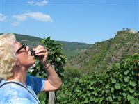 Weintr-Probe Weintr-Probe