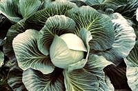 shna_KohlK shna_KohlK