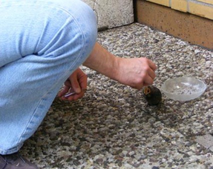 tbf180610_Drosselbaby wird gefuettert_Freywald_012