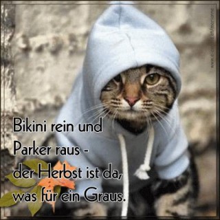 herbst-katze_klein