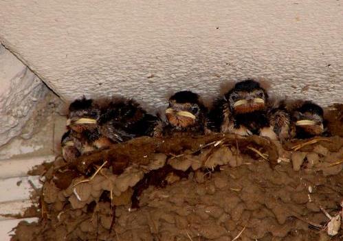 Rauchschwalben_Kroeger_0002