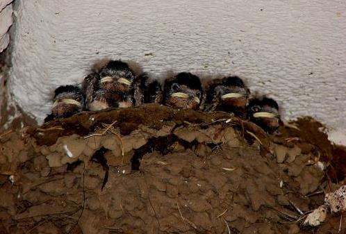 Rauchschwalben_Kroeger_0003