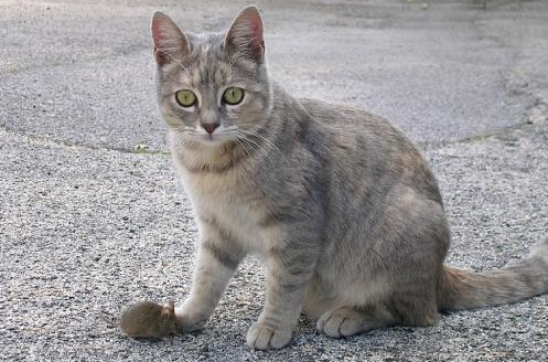 Katze mit Maus_Gennaro Visciano
