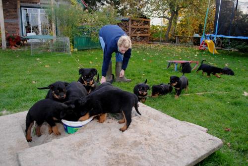 tbf031111_16 Welpen_Kroeger_0001