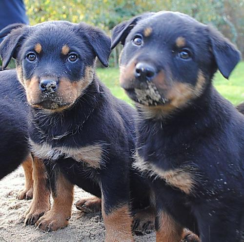 tbf031111_16 Welpen_Kroeger_0006