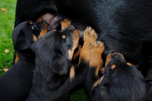 tbf031111_16 Welpen_Kroeger_0007