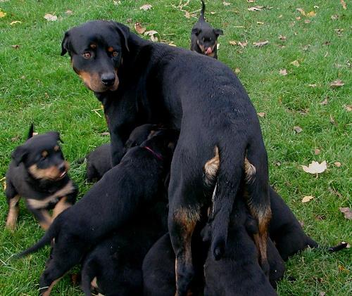 tbf031111_16 Welpen_Kroeger_0009