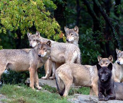 Familiensonntag: Geheimnisvolle Welt der Wölfe