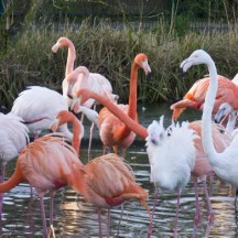 Vogelpark Niendorf