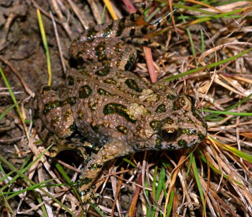 Rotbauchunke_Christian Fischer