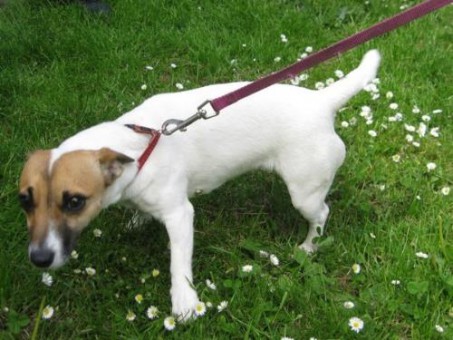 20120601_oh_fundhund_jackrussel1