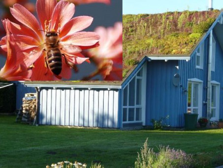 Erddaecher_Bienen_0002aa