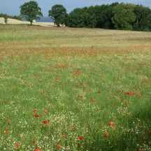 Foto von :Stiftung Naturschutz