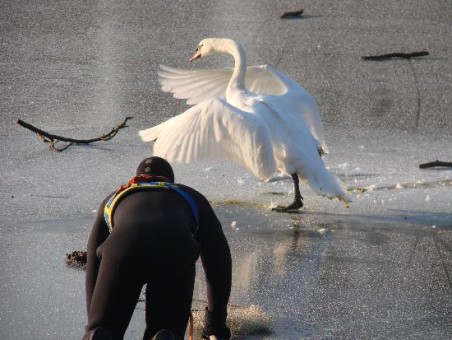 Schwan Rettung 036