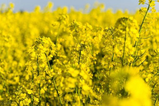 tbf290414_Fruehlingsbilder_Rothe_06