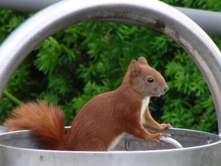 Eichhoernchen_Kroeger_004