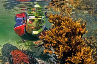 Blasentang im Fokus des Schnorchlers (Dietmar Reimer)